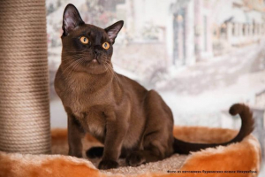 Burman cat: описание на породата, грижите и съдържанието Burman cat: описание на породата, грижите и съдържанието