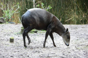 Cherarch duker - little -known antelope Cherarch duker - little -known antelope