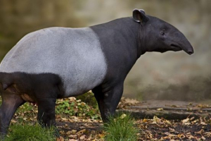 Cheprane tapir Cheprane tapir