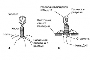 Какви са бактериофагите? Какви са бактериофагите?