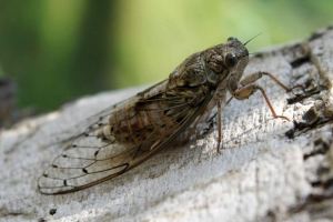 Cicata - пеещо насекомо