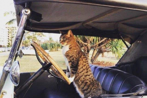 Dj - котка с многобройни таланти Dj - котка с многобройни таланти