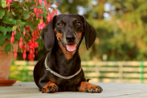 Дълго куче - dachshund: интересно за породата Дълго куче - dachshund: интересно за породата