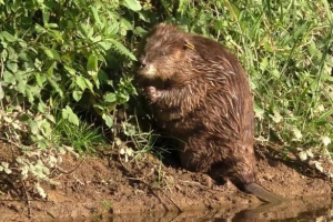 Дългоочакваната поява на beaver kids в англия
