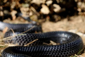 Drimarchon или indigo snake