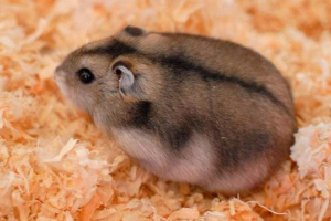 Dzungarian hamster