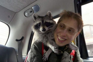 Raccoon melanie - какво умно бебе