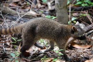 Raccoon rakoed: снимка, описание на животното