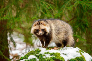 Raccoon dog - съдържание у дома
