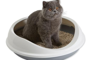 Ако скоро имате котка Ако скоро имате котка