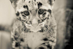 Флорида smoky leopard предостави нови снимки на своите кубчета Флорида smoky leopard предостави нови снимки на своите кубчета