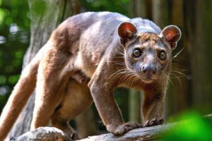 Fossa Fossa
