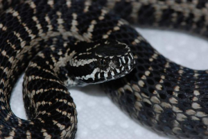 Dinnik viper