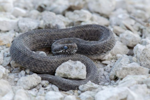 Viper е степ