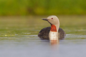 Loon