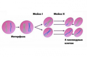 Хаплоидни клетки: процесът на образуване и количеството на хромозомите