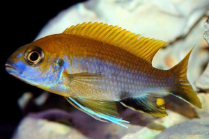 Gephorochromis moore - мир -лавиращи цихлиди Gephorochromis moore - мир -лавиращи цихлиди