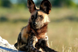 Hyennaya dog