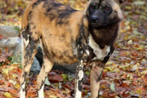 Hyennaya dog - вокален цветният вълк