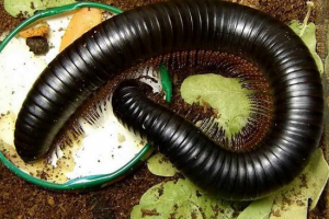Гигантско африканско кимване - екзотично millipede Гигантско африканско кимване - екзотично millipede