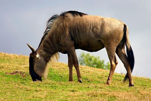 Gnu - антилопа или не? Gnu - антилопа или не?