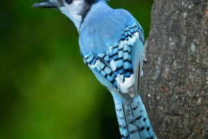 Blue jay - птица със син гребен Blue jay - птица със син гребен