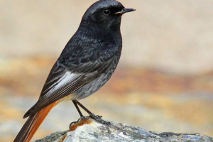 Gorikhvost-chernushka-small singing flycatcher Gorikhvost-chernushka-small singing flycatcher