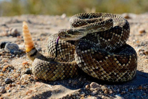 Rattlesnake Rattlesnake