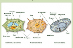 Гъбична клетка