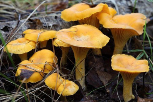 Chanterelles