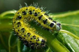 Caterpillar - изгледи, снимки и имена