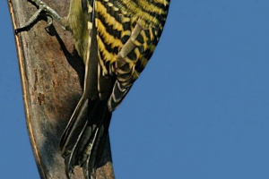 Guidelupsky melanerpes: описание, снимка и видео