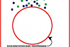 Характеристики, етапи и механизми на пиноцитоза Характеристики, етапи и механизми на пиноцитоза