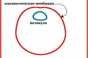 Характерни, видове и етапи на екзоцитоза Характерни, видове и етапи на екзоцитоза