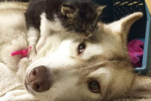 Хаска и коте са пример за грижите, на които хората ще завиждат Хаска и коте са пример за грижите, на които хората ще завиждат