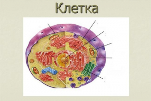 Химическият състав на клетката Химическият състав на клетката