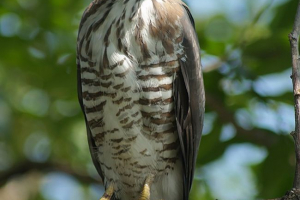Hokhlat hawk - черна глухар Hokhlat hawk - черна глухар