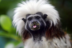 Chochent tamarin Chochent tamarin