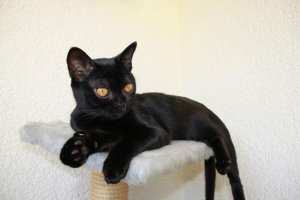 Bombay cat: история, характер, описание, съдържание, здраве и покупка Bombay cat: история, характер, описание, съдържание, здраве и покупка