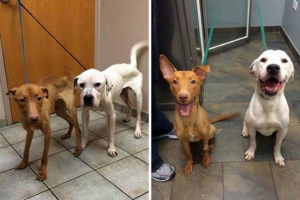 Explust dogs от чикаго - оскар и еми оцеляха благодарение на грижите за ветеринарни лекари Explust dogs от чикаго - оскар и еми оцеляха благодарение на грижите за ветеринарни лекари