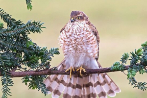 Hawk-rewriter