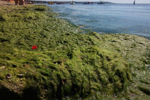 Екологични проблеми на черно море