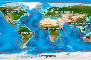 Екосони, царства или биогеографски зони на земята Екосони, царства или биогеографски зони на земята