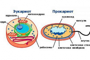 Еукариотни и прокариотни клетки: функции, функции и структура