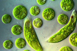 Euglena green: създание от micmome Euglena green: създание от micmome