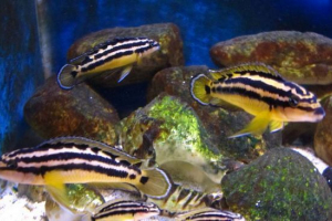 Julicomis ornatus: аквариумна риба