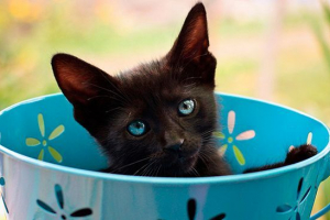 Защо черно коте сънува? Защо черно коте сънува?