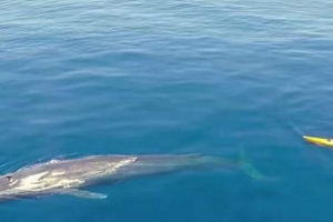 Каяккер засне видео на съвместното си плуване със син кит Каяккер засне видео на съвместното си плуване със син кит