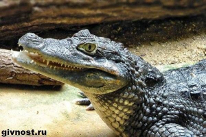 Кайман крокодил. Живот и местообитание на кайман