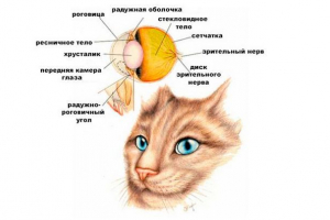 Как котките виждат света наоколо? Как котките виждат света наоколо?